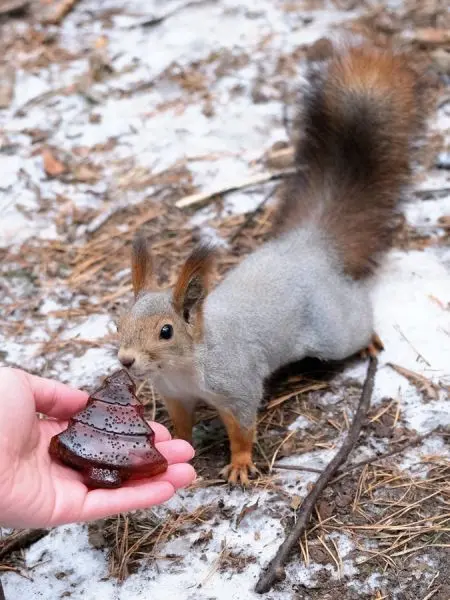 Мармелад сосновый с шишкой ЁЛОЧКА, 90гр